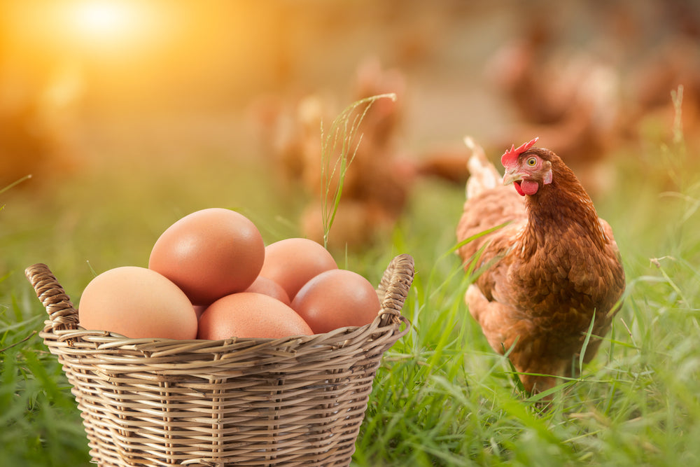 Protective Strategies to Keep poultry Eggs Healthy