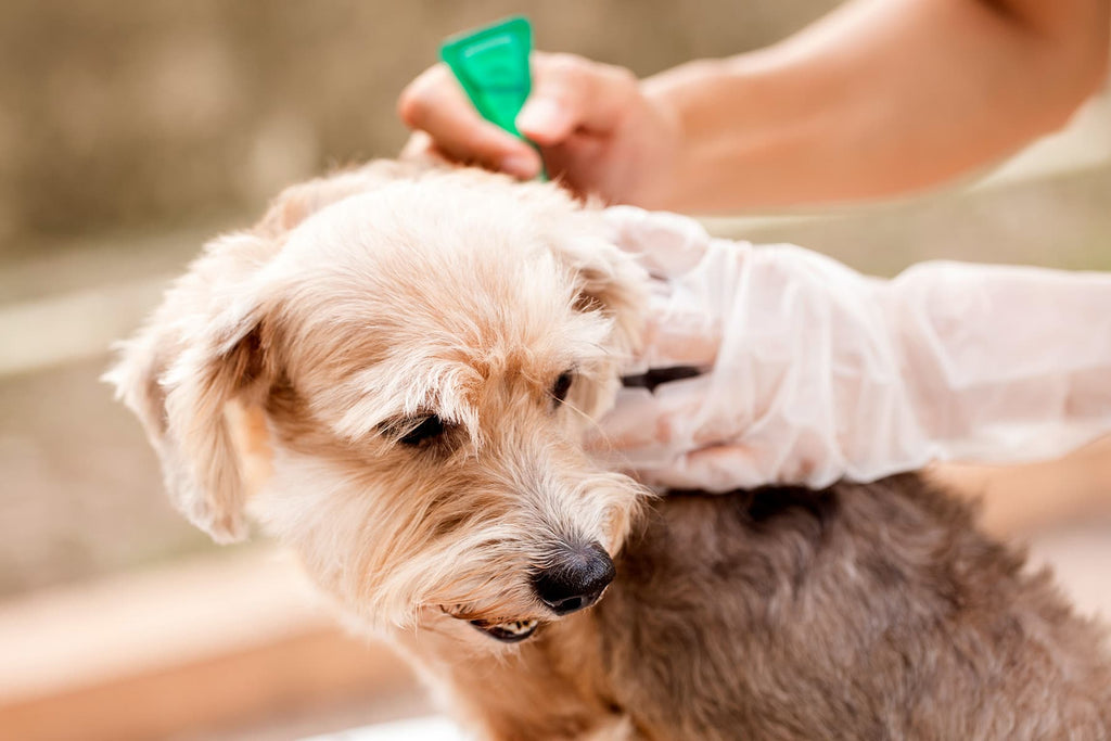 Tips To Keep Your Dog Tick And Flea Free