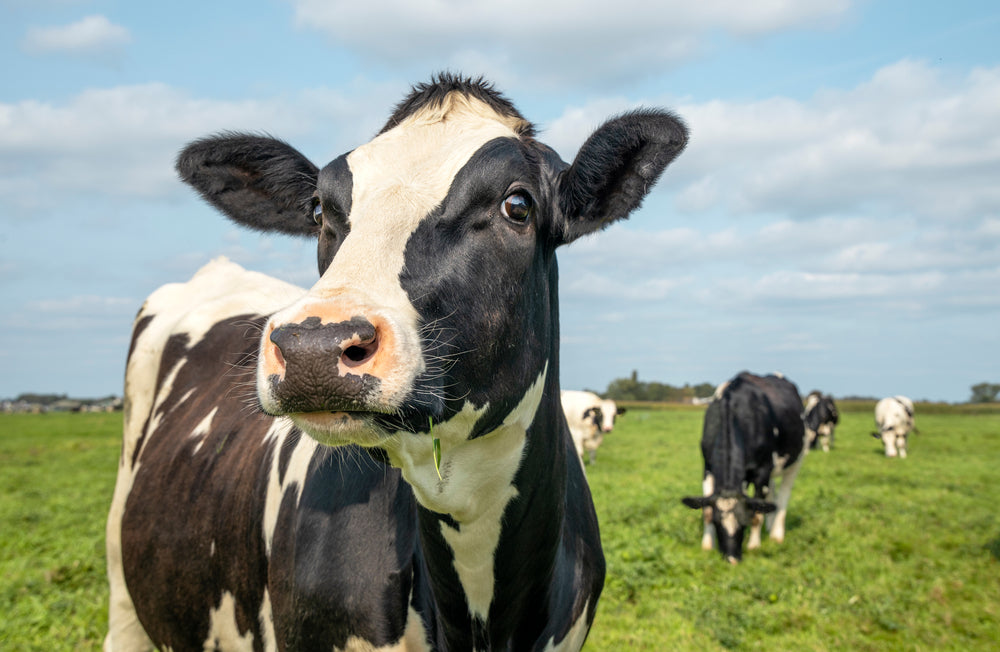 Probiotic Supplements for Addressing Mastitis and Improving Udder Health in Dairy