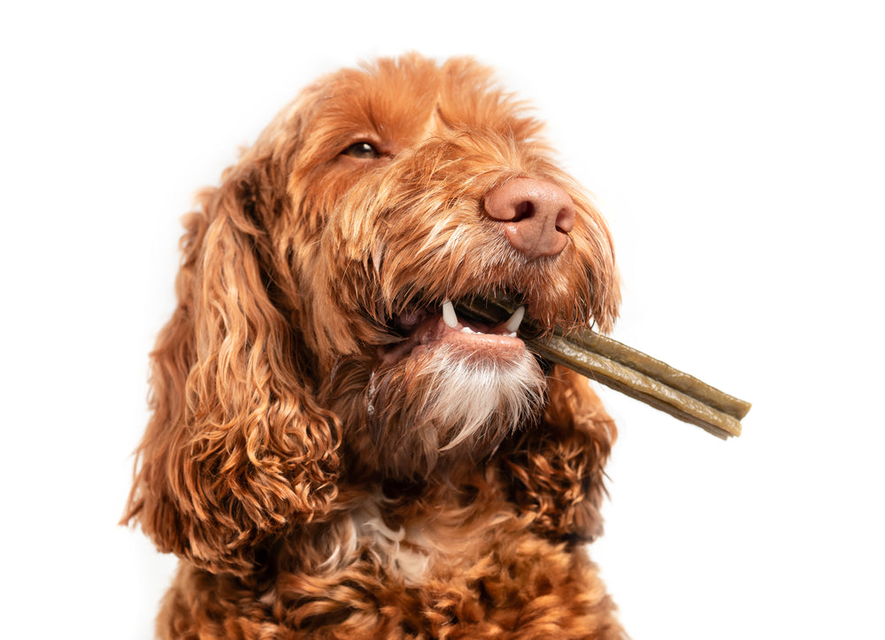 Using Dental Treats in Oral Care for Dogs