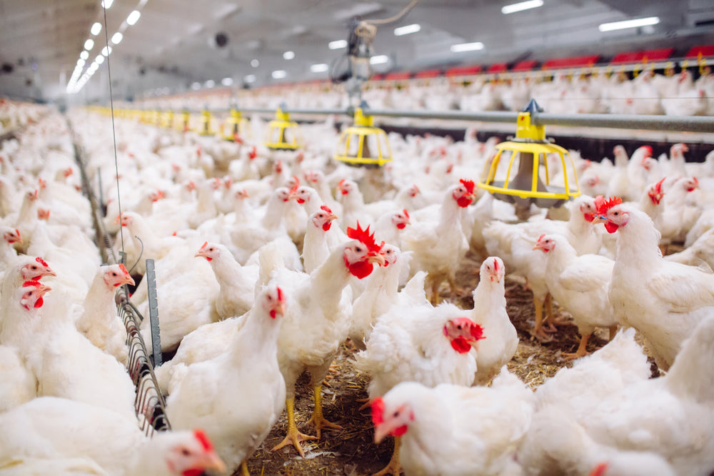 3 ISSUES THAT AFFECTED THE POULTRY INDUSTRY IN 2022 (& THOUGHTS ON 2023)