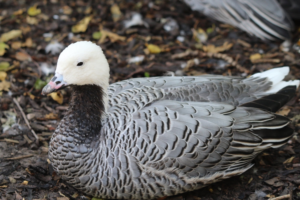 Caring For Your Birds in Hot Weather