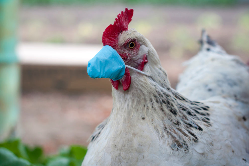 Identifying Bird Flu Symptoms in Chickens: A Comprehensive Guide