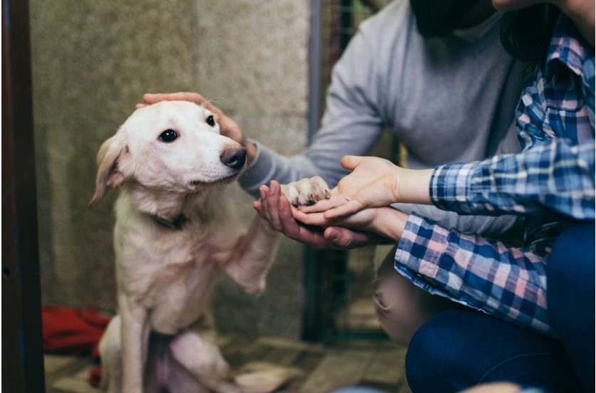 Quintessential Methods Of Caring Your Pets