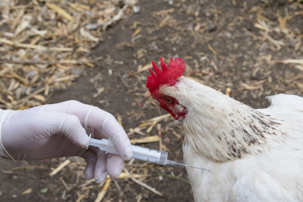 Discover the 16 Most Prevalent Diseases in Indian Fowl and How to Combat Them