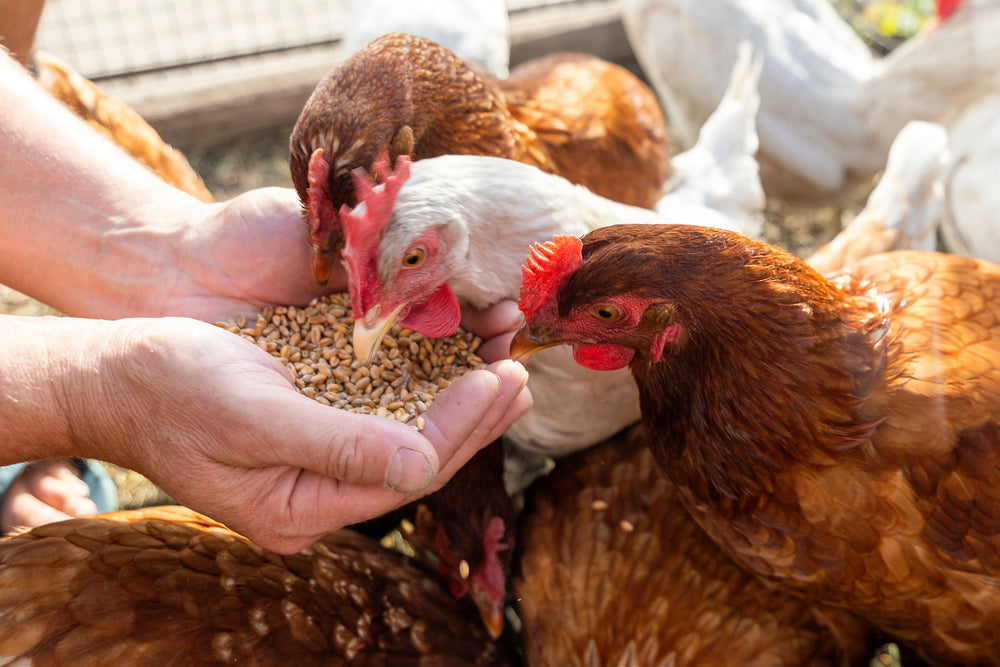 How Do Growth Promoters Benefit Poultry Animals