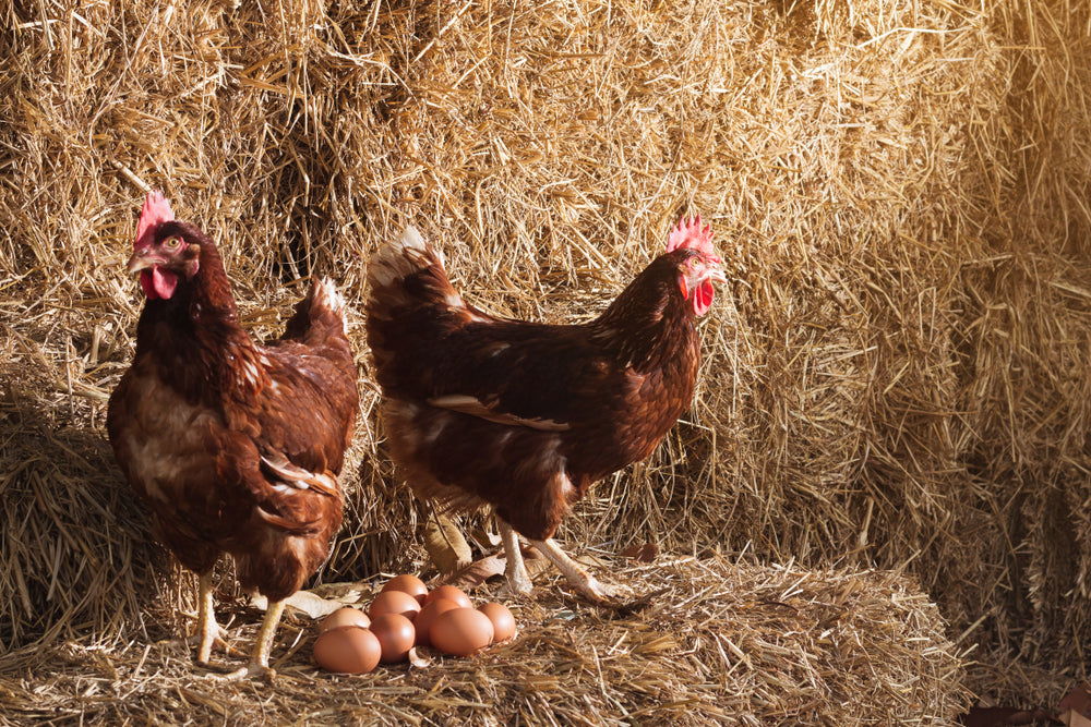 Unraveling the Impact of a Hen's Diet on Her Eggs