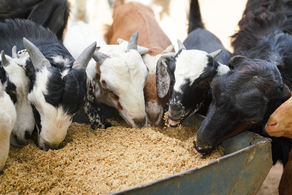 GOAT SUPPLEMENTS: A Comprehensive Guide to Ensure Optimal Herd Health and Well-Being