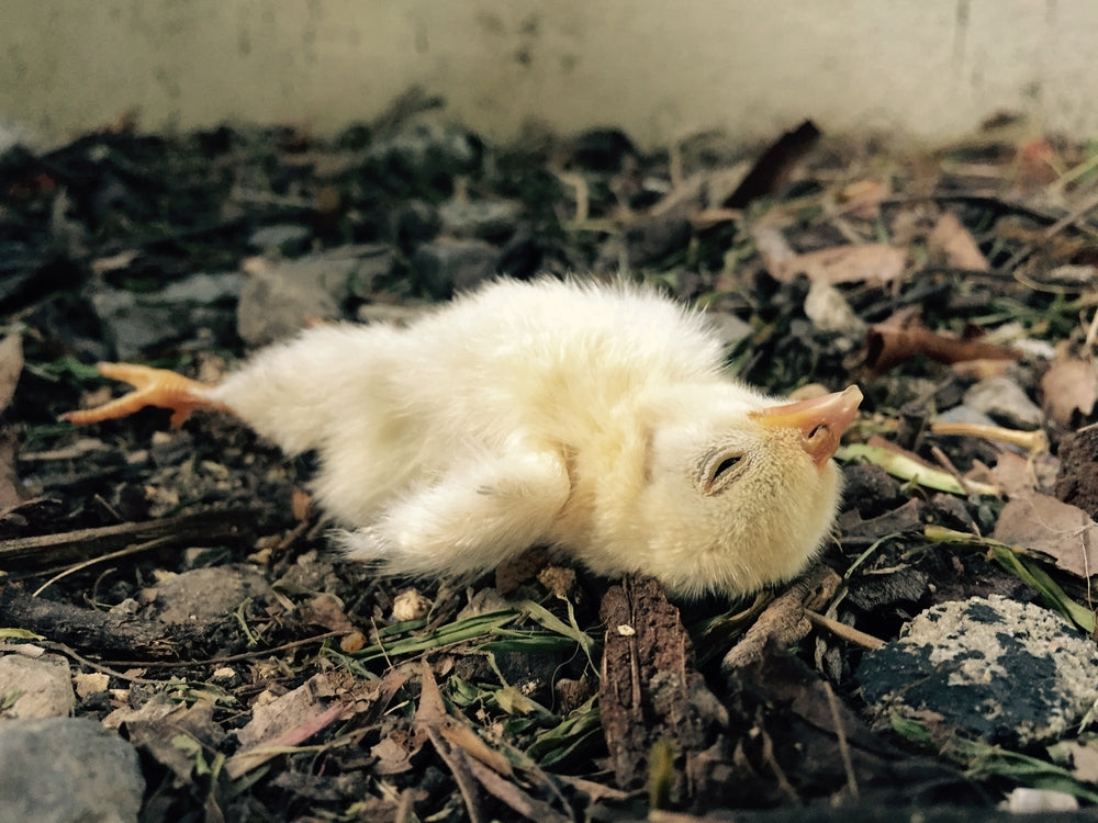 Understanding Sudden Chicken Death Syndrome