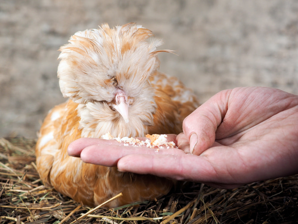 Why You Should Never Feed Your Birds With Human Food