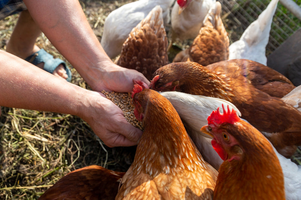 Why Country Hens Need Nutrition Supplements