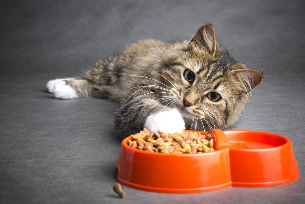 Top 5 Organic Cat Foods Your Kitty Will Love 1 The Best Organic Cat Foods Trending in 2023 – Sukadev Animal Care