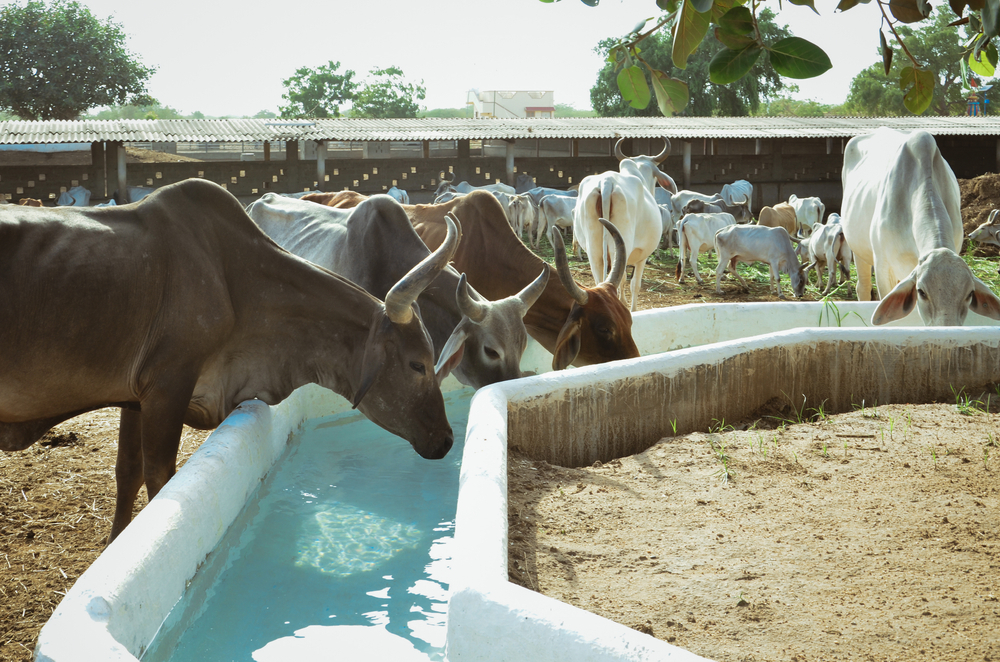 Discovering How Chelated Minerals helps Cow Health and Wellness