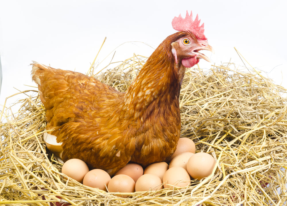 Unlock the Secret to Poultry Nutrition: How to Keep Your Flock Healthy, Energetic, and Productive