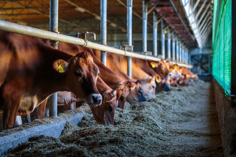 5 factors to consider while choosing the best cattle feed