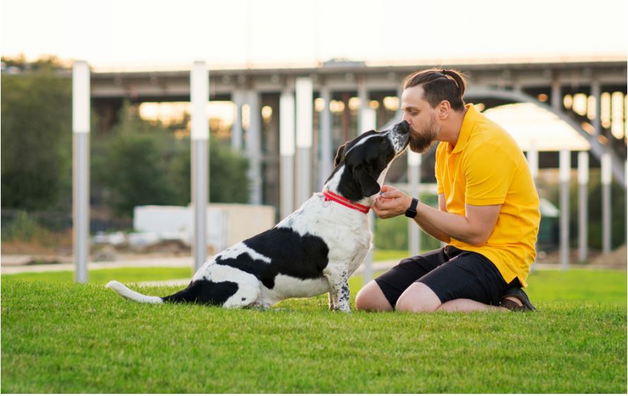 Coddling Your Pet Culminates Distress