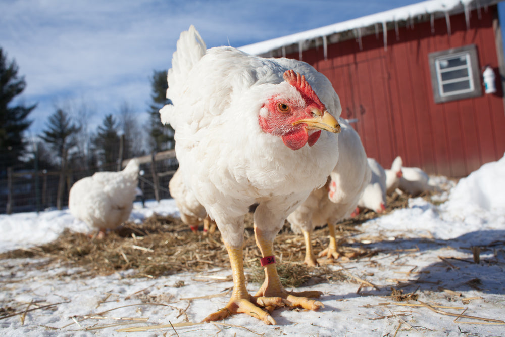 6 Tips for Successful Poultry Farming in Winter