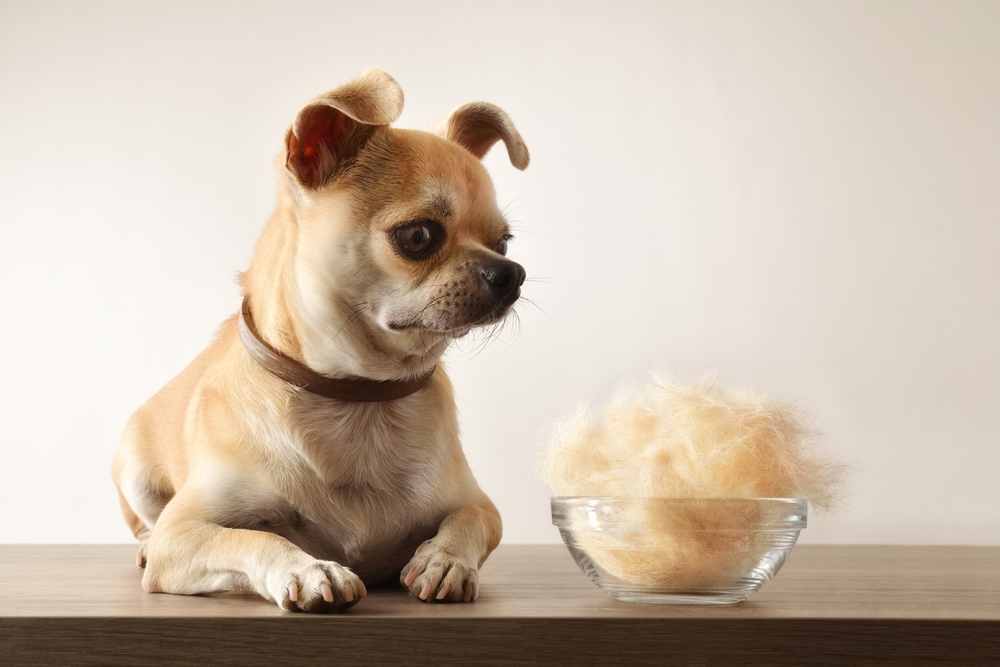 Shedding Light on Dog Dandruff