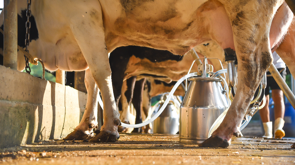 Why cattle farmers need to track milk production per cow