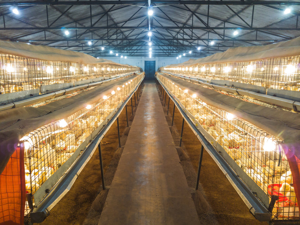 Combating Layer Stress in Scalding Climates for poultry birds