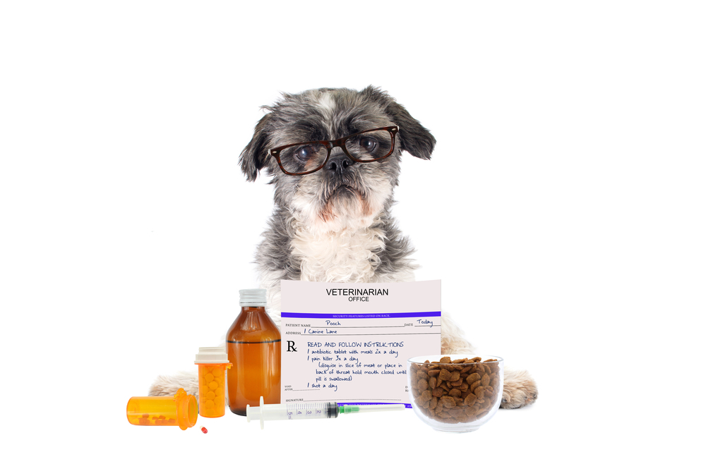 11 Simple Ways to Get Your Dog to Take Medicine