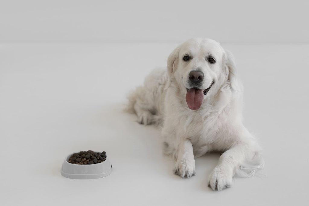 Types of Dog Foods You Can Buy Online for Every Breed and Budget