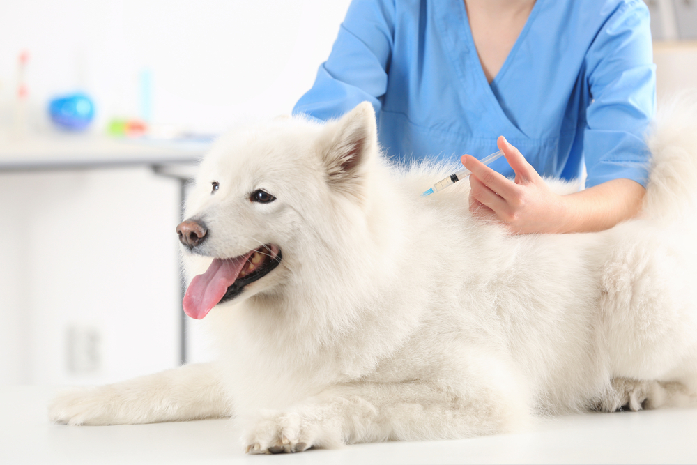 Timely vaccines protection for your beloved pet: why they are important