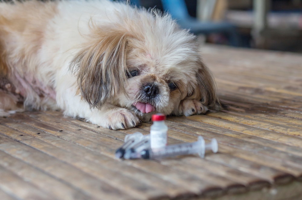 5 Must-Know Tips for Safeguarding Pets From Rabies disease