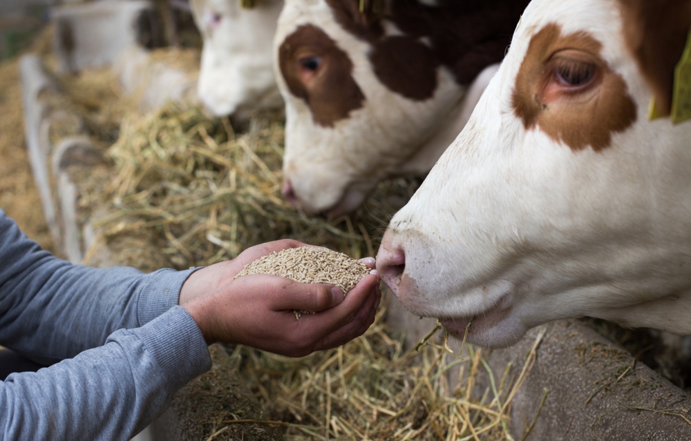 How to Select the Best Cattle Feed