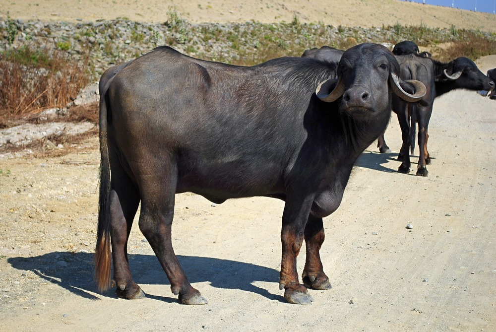 Boost Buffalo Milk Production with Simple Strategies