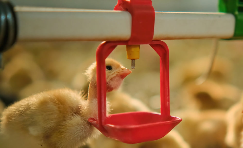 The Importance Of Growth Promoters In Poultry - What You Need To Know