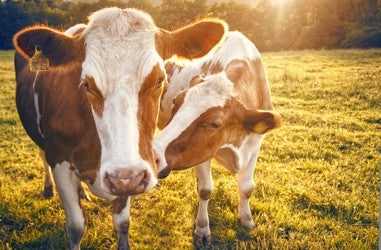 How supplements assist in healthful wholesome cattle