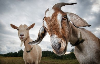 Is Your Goat Getting the Right Supplementation?