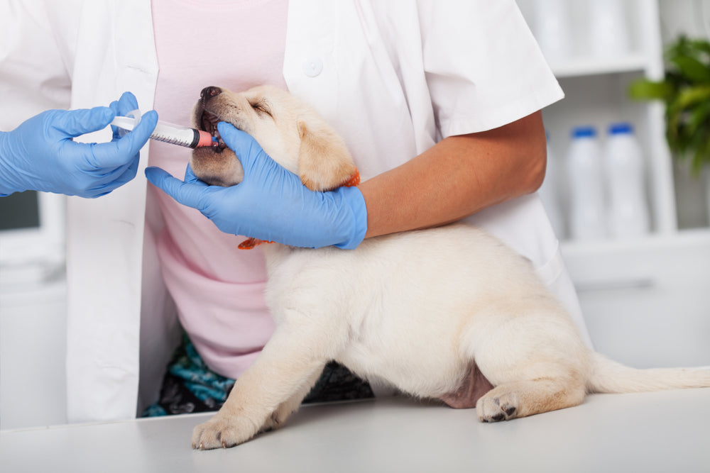 The Importance Of Deworming Your Pet