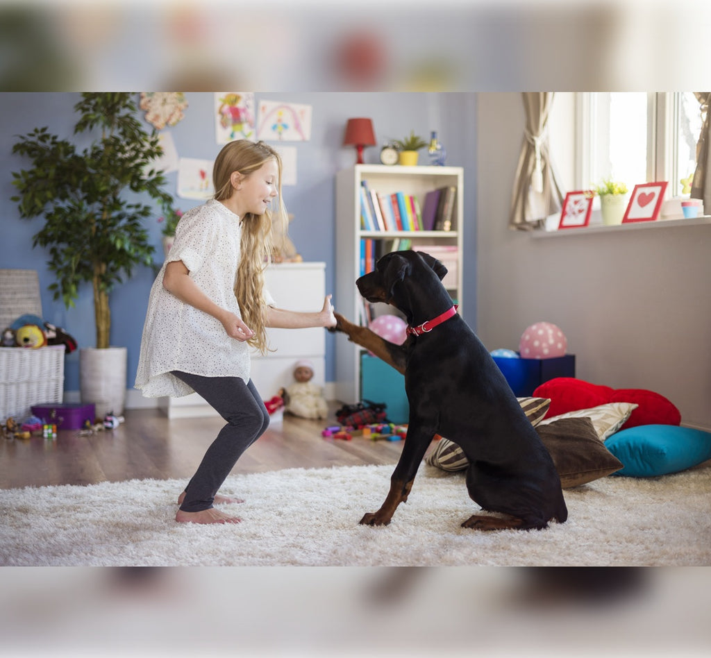 Playtime and Training: Fun Ways to Bond with Your Pet