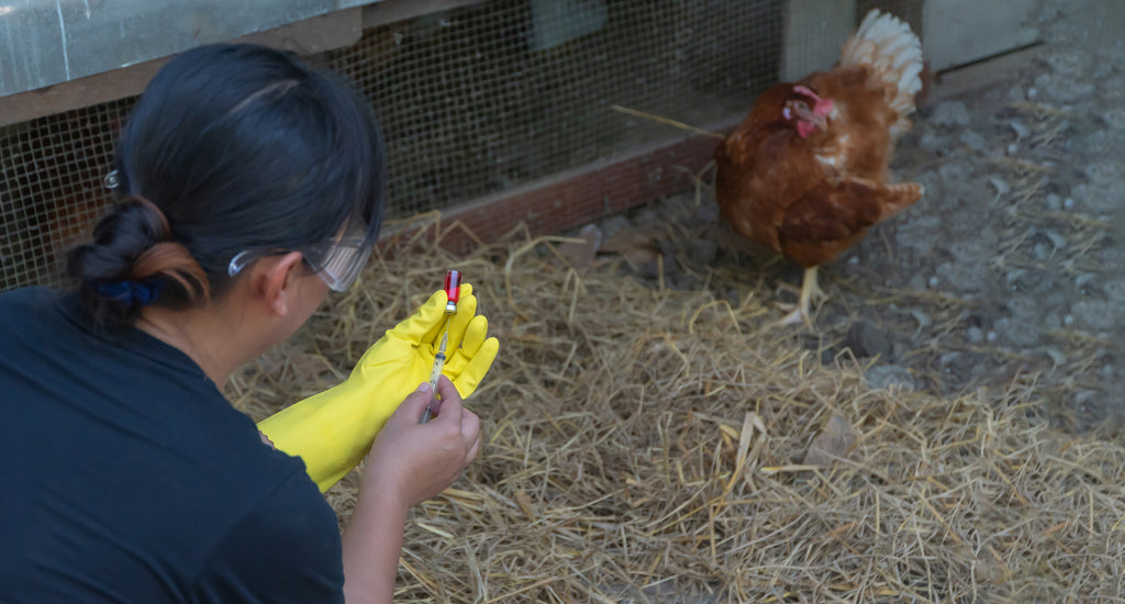 Why Disinfectants Are Necessary For Poultry Sheds