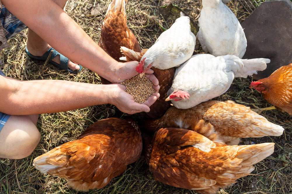 How Going Antibiotics Free Is Changing The Poultry Industry