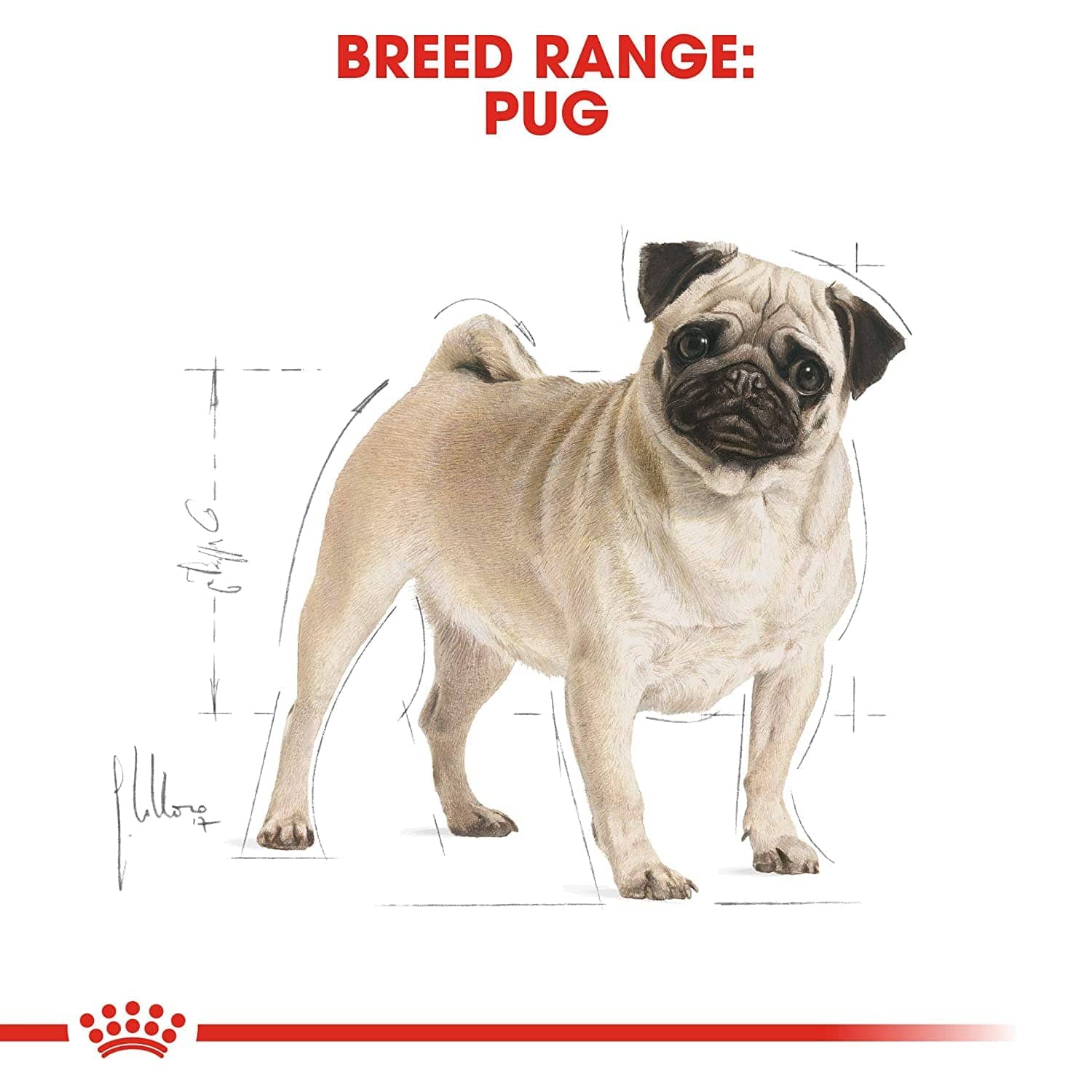 Royal Canin Pug Adult Dry Food for Dog – Sukadev Animal Care